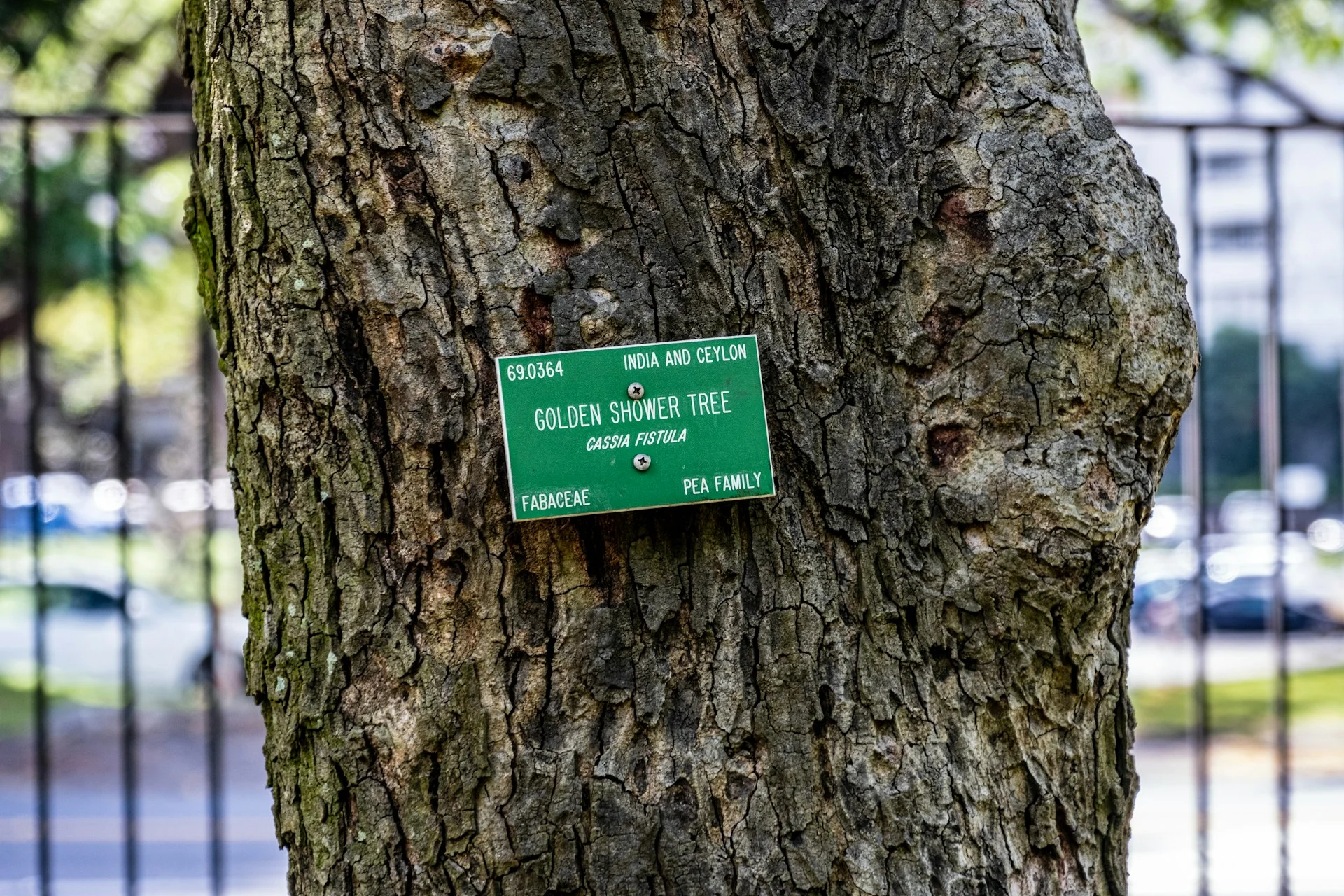Technicien municipal effectuant un inventaire d'arbres avec une tablette numérique dans un parc urbain